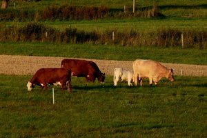 Parama padės įgyvendinti seną svajonę