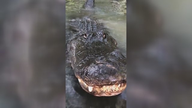 Internautus nustebino aligatoriaus elgesys: matę įrašą spėlioja dėl gyvūno draugiškumo