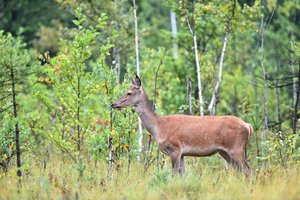 Specialistas papasakojo, kokias svarbias funkcijas gamtai atlieka medžiotojai