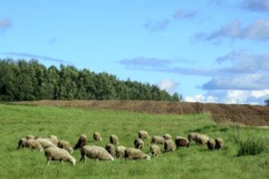 Veislines avis auginantys ūkininkai: „Manėme, kad bus paprasčiau“