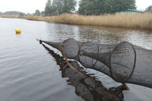 Šventosios upėje tikrino ne tik žvejus mėgėjus, bet ir verslininkus: pažeidimų aplinkosaugininkai nenustatė