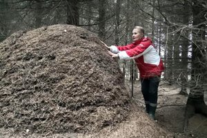 Biržų rajone aptiko milžinišką skruzdėlyną: šis vabzdžių statinys – beveik žmogaus ūgio