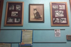 Paprastas, bet ypatingas katinas, kurį visa šalis prisimena net ir po 50 metų