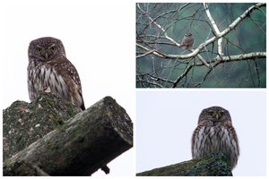 Pasigrožėkite: Lrytas.lt fotografo objektyve – itin reta žvirblinė pelėda