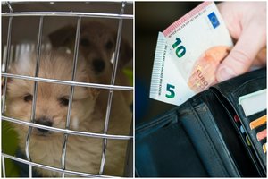 Atskleidė, kur paženklinti augintinį pigiausia: paslaugos kainos turėtų dar kristi
