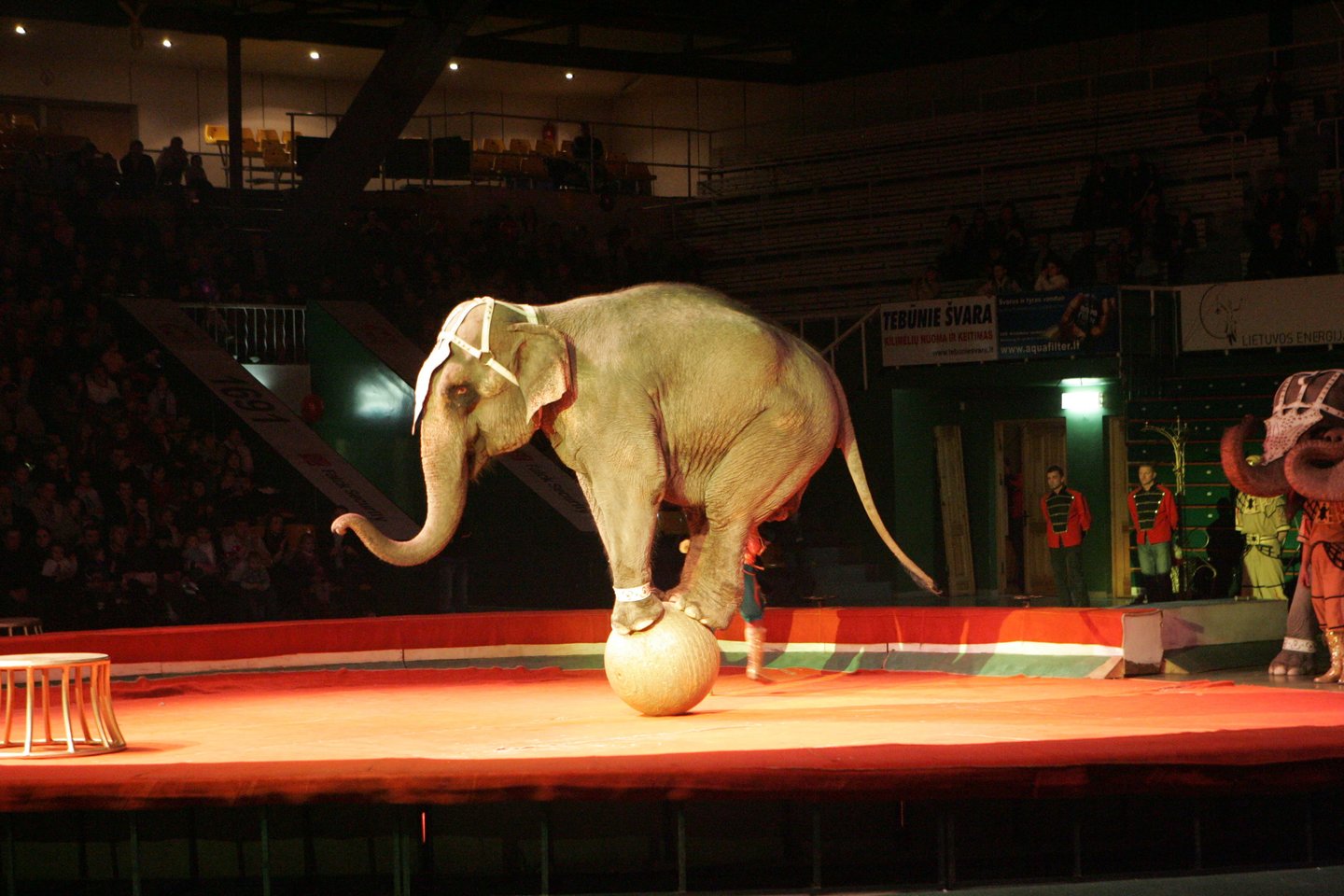 ​Prancūzijos įstatymų leidėjai ketvirtadienį balsavo už tai, kad būtų uždrausti laukinių gyvūnų pasirodymai cirkuose, o tai reiškia, kad nebebus vaidinančių tigrų, liūtų ar lokių.<br>A.Barzdžiaus asociatyvi nuotr.