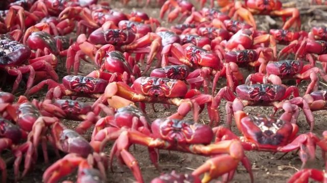 Įspūdingi vaizdai užfiksuoti Kalėdų saloje: gatvės nusidažė raudona spalva – prasidėjo krabų migracija