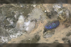 Tyrė vandenyno dugną – ir rado tai, ko žmonija dar nebuvo mačiusi