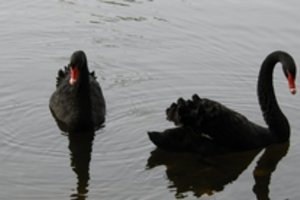 Miesto simboliu tapusi juodųjų gulbių pora išskirta amžiams: paukštis žuvo nuo šuns nasrų