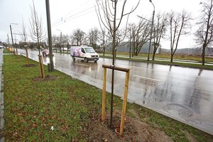 Kaune sodinami medžiai atkeliavo iš užsienio – užauginti Lietuvos medelynuose miestui netinka dėl kelių priežasčių