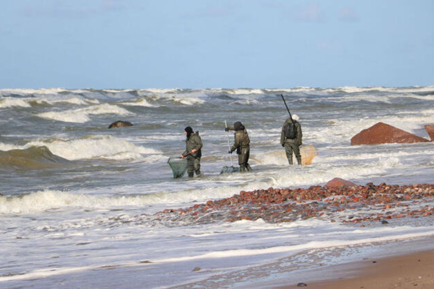 Šį rudenį gintaro žvejai kaip niekad gausiai plūsta į pajūrį, nes sugaunami ir 250 g sveriantys grynuoliai.<br>Deniso Nikitenkos nuotr.