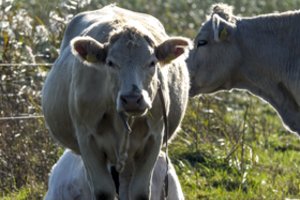 Pieno supirkimo kainos Latvijoje per metus išaugo 17 proc.