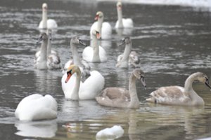 Aplinkosaugininkai primena, ką daryti radus sužeistą laukinį gyvūną