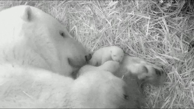 Džiugus įvykis Vokietijos zoologijos sode: Baltojo lokio patelei gimė dvyniai jaunikliai