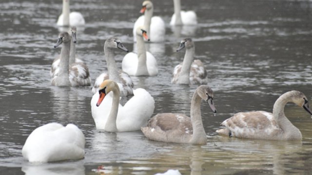 Vyraus apniukę orai: gali pasirodyti ir kelios šlapios snaigės