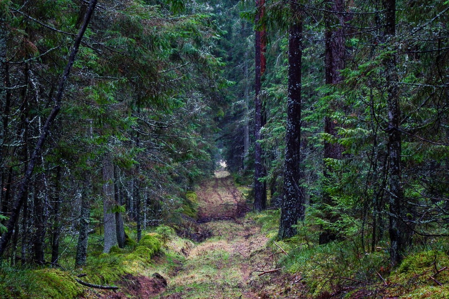 Vyriausybė pritarė Seimo pateiktam įstatymo projektui, skatinančiam gyventojus sodinti daugiau miškų.<br>V.Ščiavinsko nuotr.