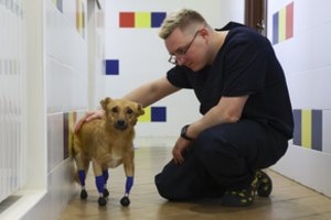 Tyčia sužalotam šuniui teko nupjauti visas letenas: gyvenimą grąžino neįtikėtina operacija