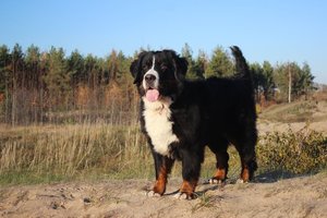 Klaipėda sukelta ant kojų: šeimininkė ieško dingusio kilmingo šuns, kuris tarsi išgaravo