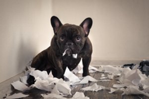 Perspėja – gyvūnų ženklinimas privers surimtėti: už padarytą žalą atsakys šeimininkas