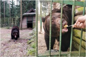 Lankytojai nebeišvys mylimo meškino, Timofėjus – nugaišo