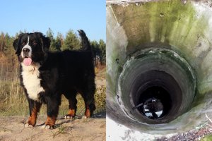 Klaipėdą ant kojų sukėlusios kilmingo šuns paieškos baigėsi blogiau, nei tikėtasi