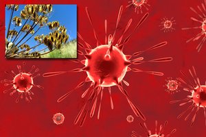 Įdomus atradimas: nuodingame augale aptiko medžiagą, kuri blokuoja visas koronaviruso atmainas