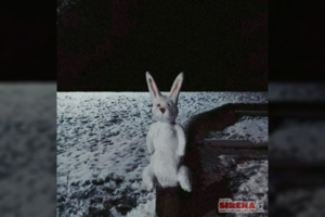 Pirmieji sniego statiniai: po nakties prie Rokiškio ežero išdygo sniego kiškis