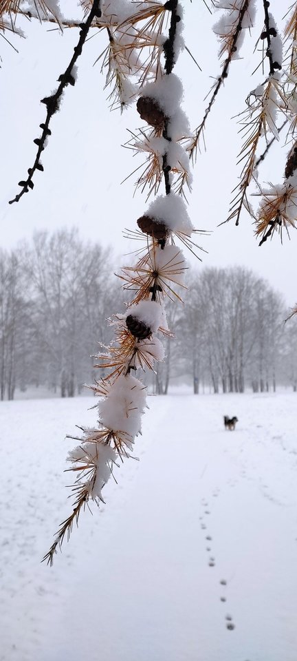 Sniegas Panevėžyje. <br>„Paprastos foto“ nuotr.