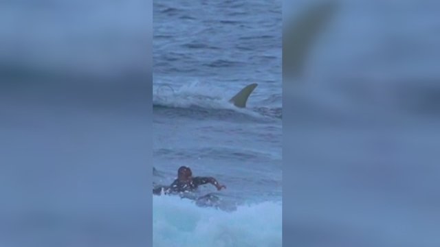 Incidentas, galėjęs baigtis nelaime: Puerto Riko paplūdimyje banglentininkas per plauką išvengė ryklio