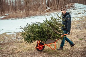Specialistai pataria, kaip išsirinkti ir išsaugoti kalėdinę eglutę sodinimui