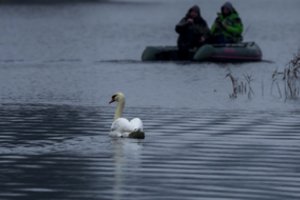Aplinkosaugininkai sulaukė neįprasto svečio – moteris atvežė į tinklą įsipainiojusį gulbiną