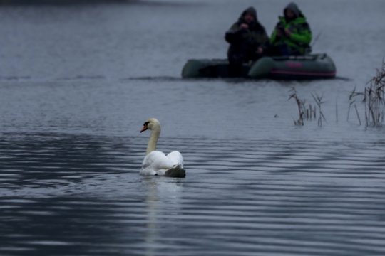 Aplinkosaugininkai sulaukė neįprasto svečio – moteris atvežė į tinklą įsipainiojusį gulbiną