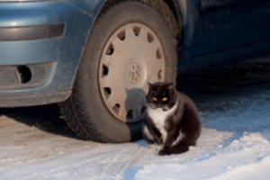 Sušilti norėjęs katinas pateko į mirtinus spąstus