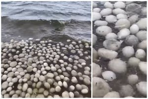 Neįprastas reginys Sartų ežere: specialistai paaiškino, kas tai