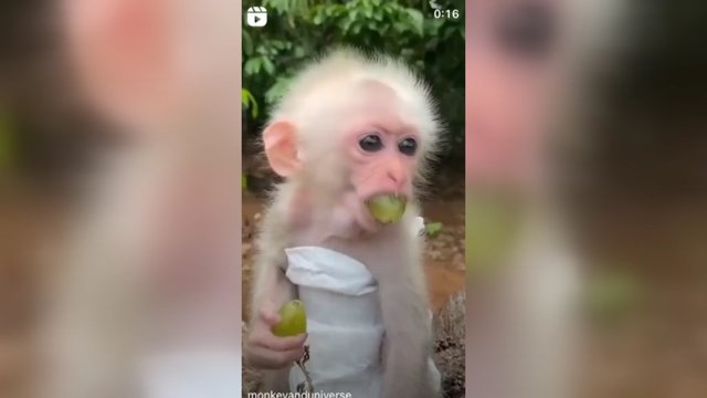 Internautų širdis suvirpino mielas vaizdo įrašas: jame – uogomis besimėgaujantis žavus beždžioniukas