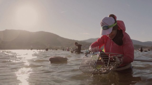 Viename Ispanijos regionų – išskirtinė kriauklių žvejyba: naudoja iš kartos į kartą perduodamus metodus