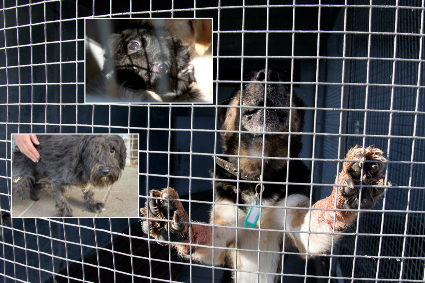  Gyvūnai išlaisvinti iš nelegalių veisyklų.<br> Lrytas.lt koliažas.