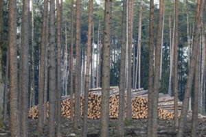 Paraiškos dėl investicijų į miškininkystės technologijas jau surikiuotos į pirmumo eilę