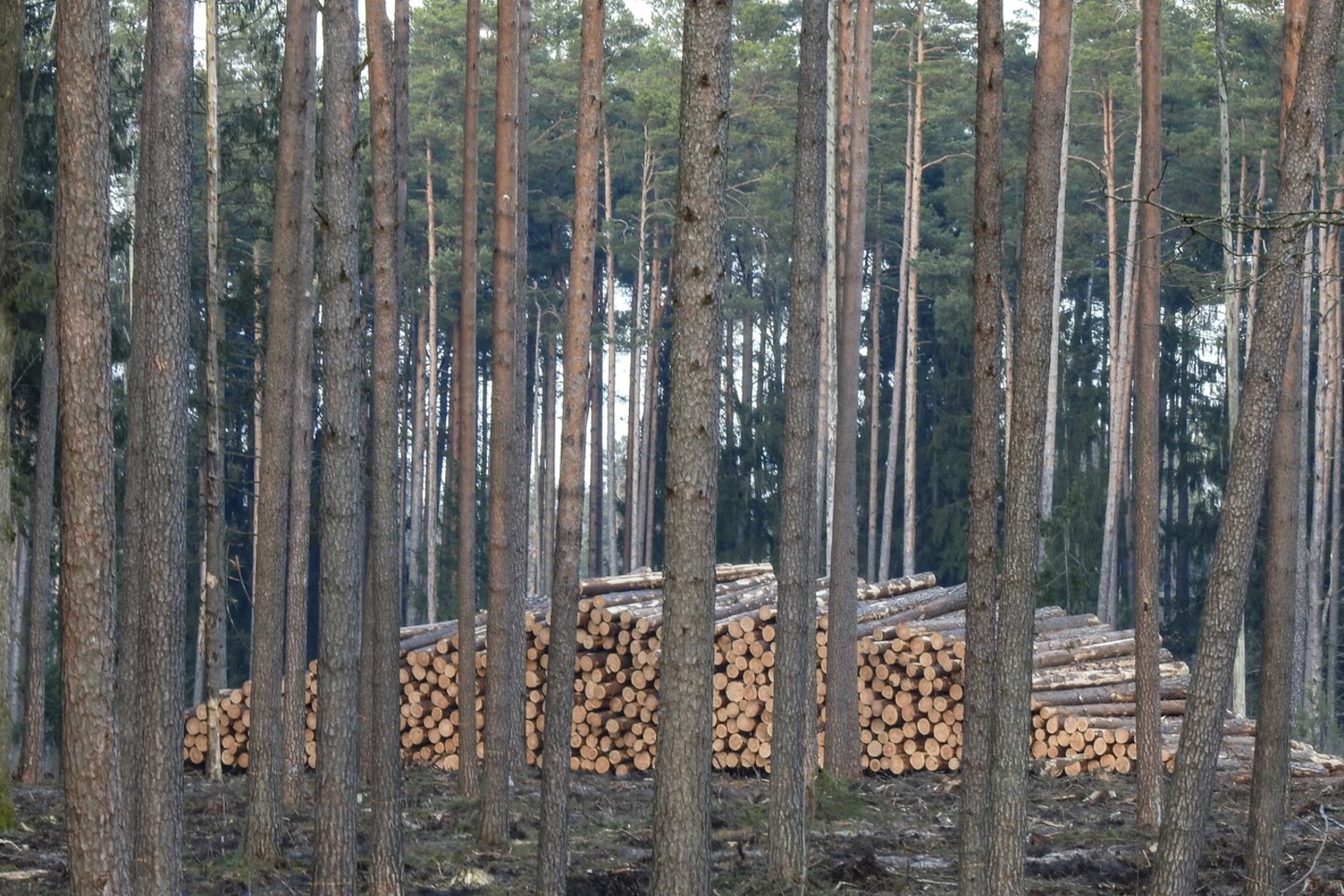 Rugsėjo–spalio mėnesiais paramos paraiškas teikė norintys modernizuoti miškų ūkį, diegti miško kirtimo, apvaliosios medienos ir medienos biokuro ruošos technologijas ir teikti paslaugas miškų sektoriuje.<br>V.Ščiavinsko nuotr.
