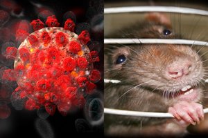 Mokslininkai: gali būti, kad omikron atmaina atsirado visai ne žmonėse