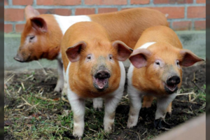 Išradingumui ribų nėra: protestuodami prieš politinį spaudimą, sumaniai panaudojo kiaules