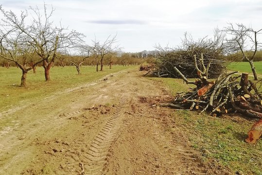 Obuolių augintojai susikibo su savivaldybe: obelis iškirto, o normalaus kelio įrengti nepasirūpino