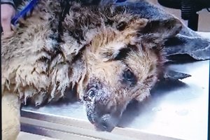 Ligotą šunį Kauno rajone pasmerkė baisiai žūčiai baloje. Deja, gelbėtojai pavėlavo 