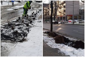 Vilniečius stebina žiemą sodinami medeliai: specialistai sako, kad sąlygos sodinimui – tinkamos