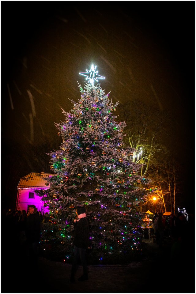 Jurbarke įžiebta Kalėdų eglė.<br>Jurbarko rajono savivaldybės nuotr.