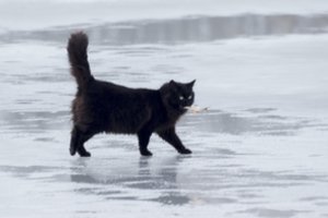 Prieš vidurnaktį – neeilinė gelbėjimo operacija: jauna katytė tvenkinyje pateko į mirtinus spąstus