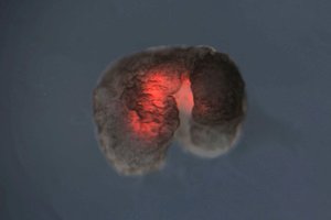 Mokslininkai: pirmieji gyvi robotai dabar jau gali ir daugintis