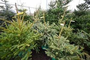 Aplinkosaugininkai ragina rinktis atsakingai užaugintas eglutes arba jų šakas