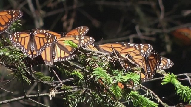 Išvyskite reginį, traukiantį turistus ir mokslininkus: Meksikoje medžius nusėjo milijonai drugelių