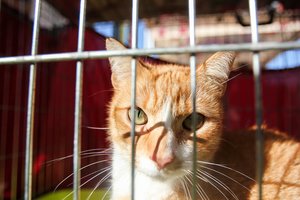 Prancūzijos pensininko namuose rasta 100 negyvų kačių